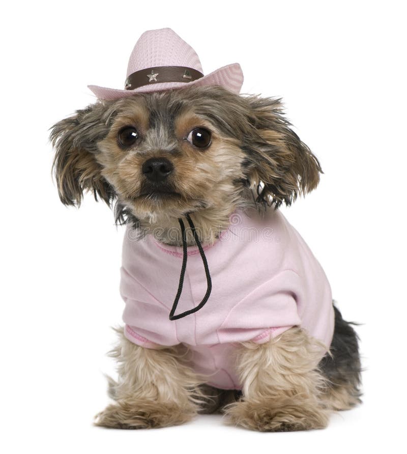 Yorkshire terrier, 2 years old, dressed and wearing a pink cowboy hat sitting in front of white background. Yorkshire terrier, 2 years old, dressed and wearing a pink cowboy hat sitting in front of white background