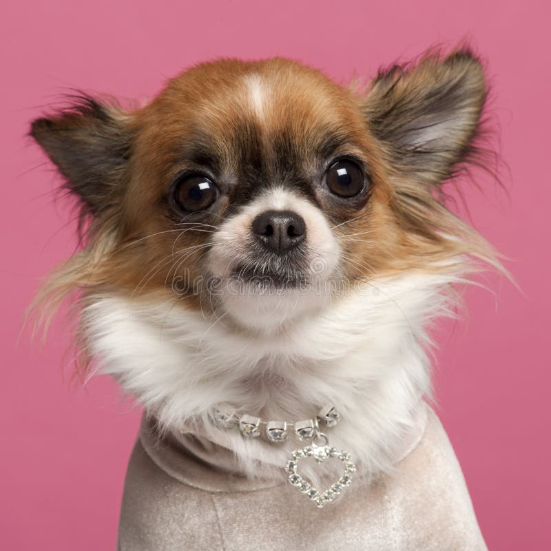 Close-up of Chihuahua, 2 years old, with diamond collar in front of pink background. Close-up of Chihuahua, 2 years old, with diamond collar in front of pink background