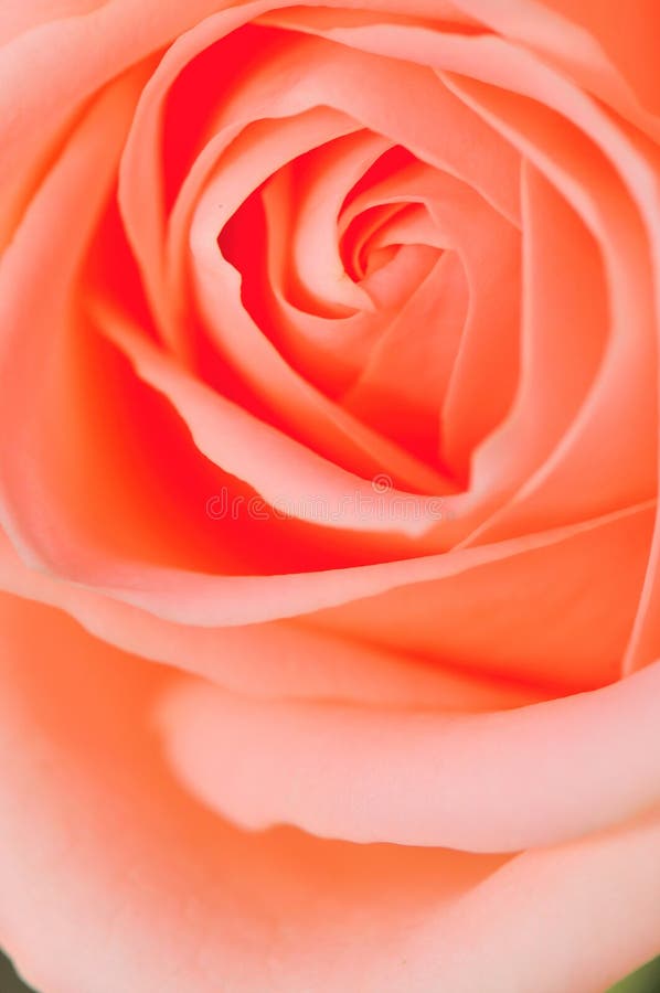 A macro shot of a beautiful pink rose. A macro shot of a beautiful pink rose