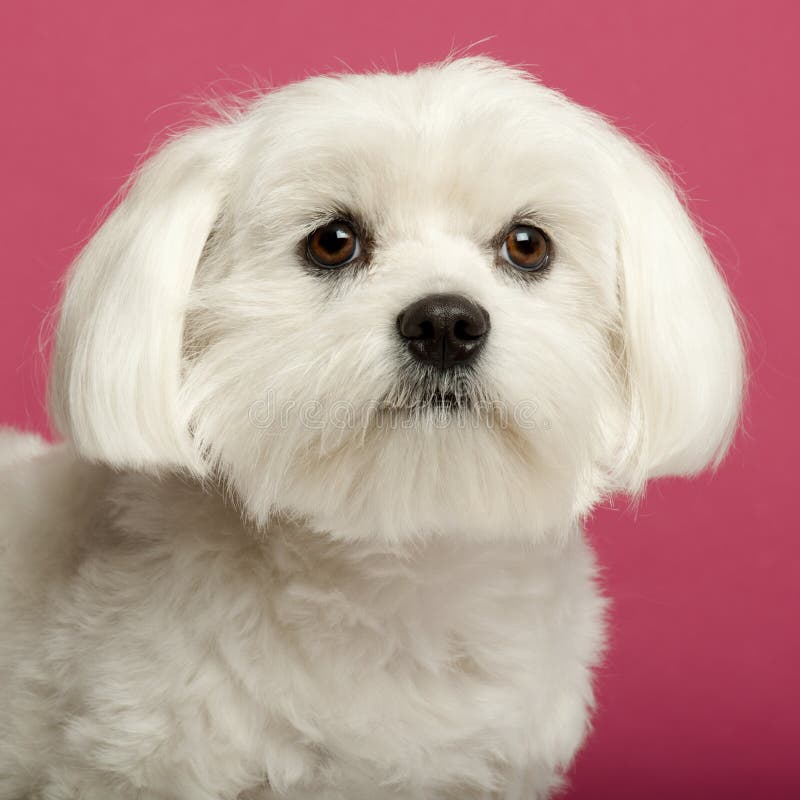 Close-up of Maltese, 2 years old, in front of pink background. Close-up of Maltese, 2 years old, in front of pink background