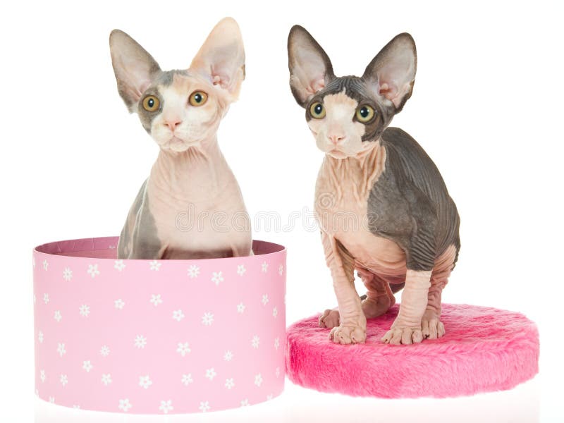 2 pretty hairless Sphynx kittens in pink gift box, on white background. 2 pretty hairless Sphynx kittens in pink gift box, on white background