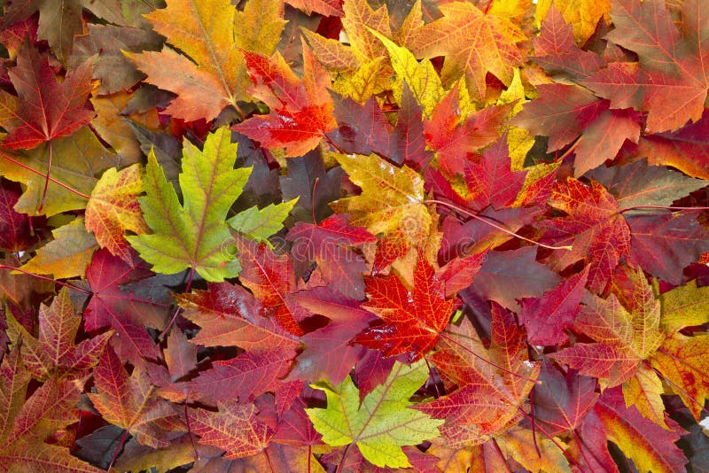 Maple Leaves Mixed Changing Fall Colors Background 2. Maple Leaves Mixed Changing Fall Colors Background 2