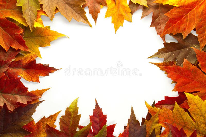 Maple Leaves Mixed Changing Fall Colors Background Border 2. Maple Leaves Mixed Changing Fall Colors Background Border 2