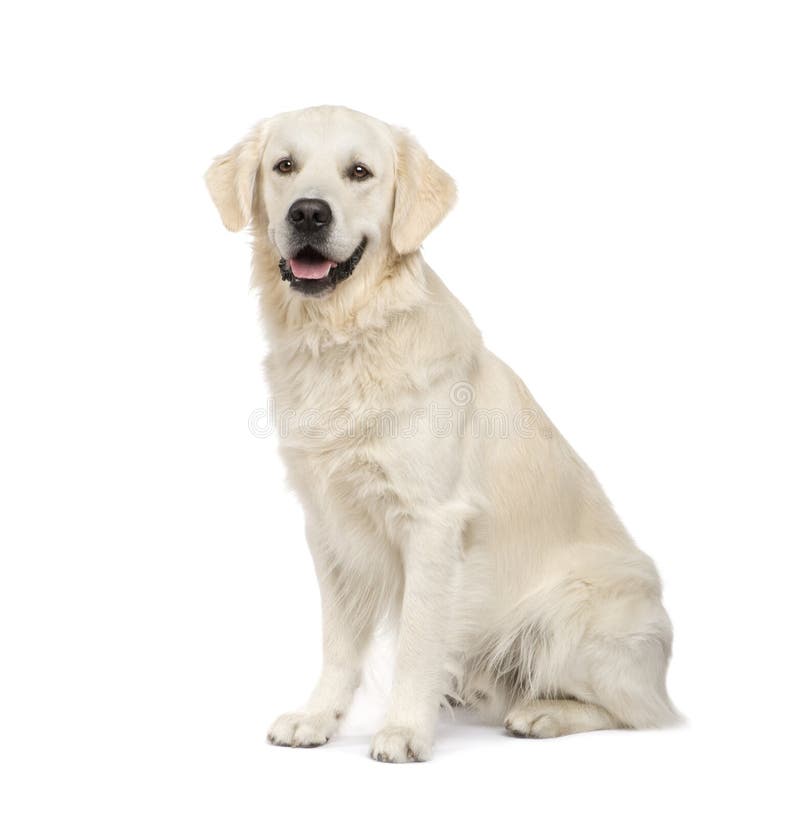 Golden Retriever (2 years) in front of a white background. Golden Retriever (2 years) in front of a white background