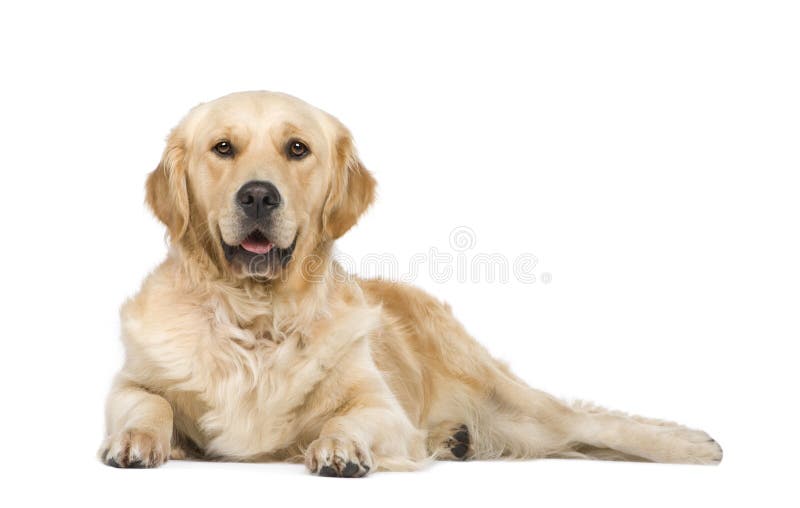 Golden Retriever (2 years) in front of a white background. Golden Retriever (2 years) in front of a white background