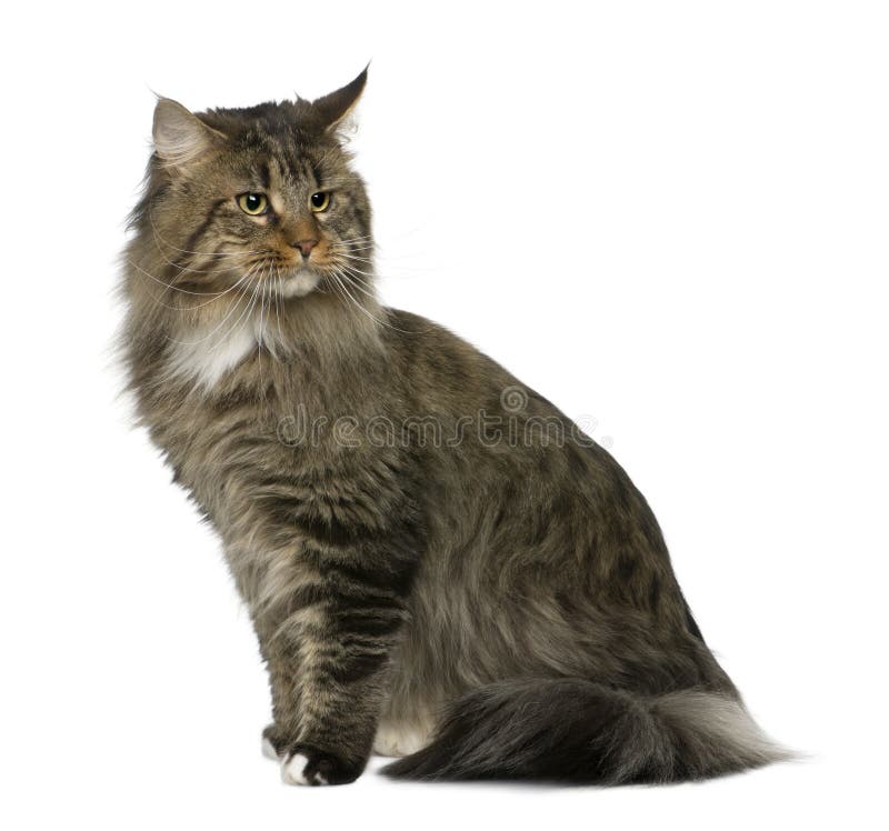 Maine coon, 2 years old, sitting in front of white background. Maine coon, 2 years old, sitting in front of white background