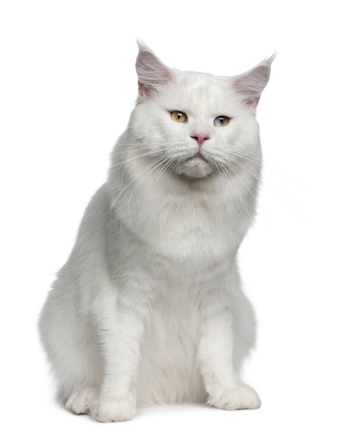 Maine coon, 2 years old, sitting in front of white background. Maine coon, 2 years old, sitting in front of white background