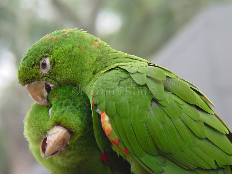 Green Parrot couple kissing. Green Parrot couple kissing
