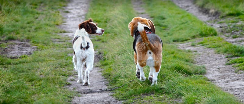 2 собаки гуляя совместно