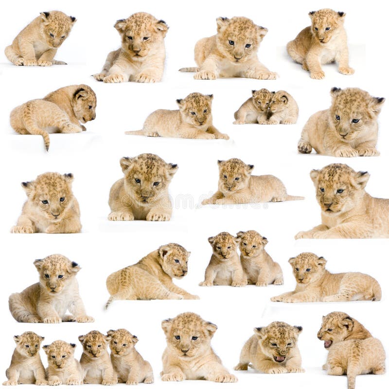 20 leão Cubs 20 leão Cubs