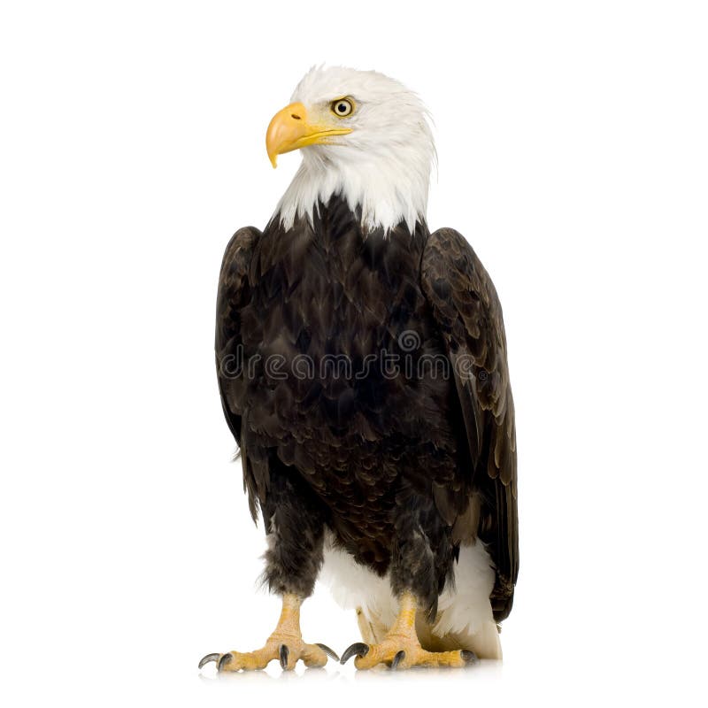 Bald Eagle (22 years) - Haliaeetus leucocephalus in front of a white background. Bald Eagle (22 years) - Haliaeetus leucocephalus in front of a white background