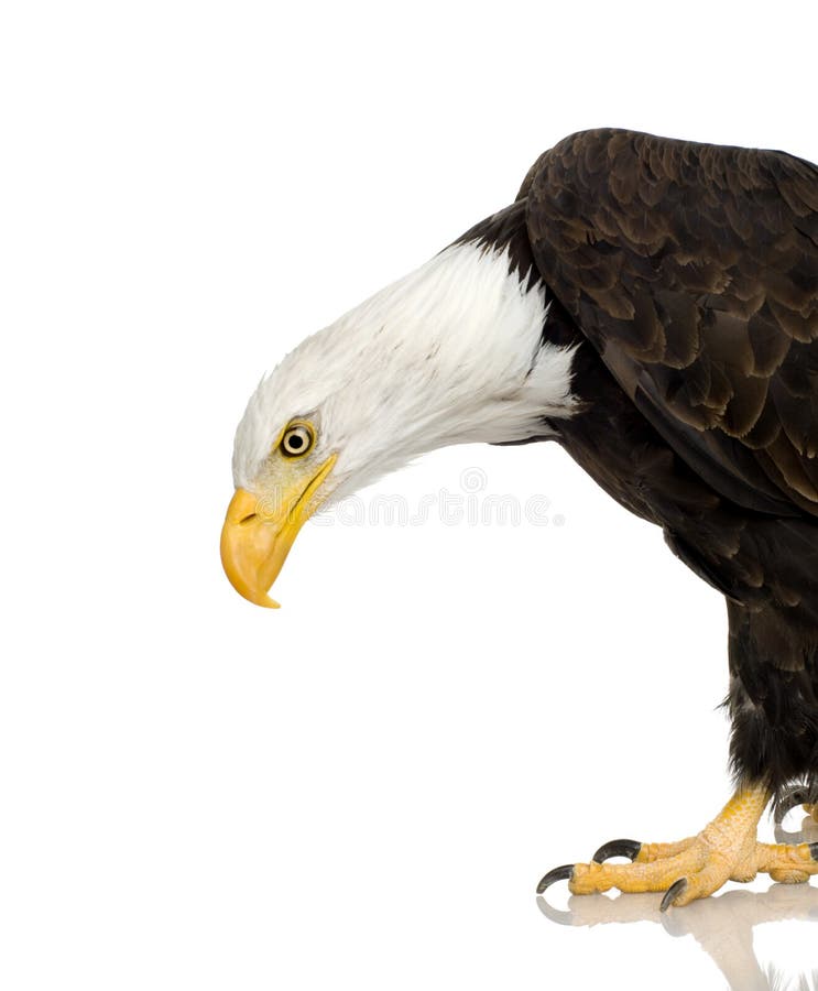 22 φαλακρά έτη leucocephalus haliaeetus αετών στοκ εικόνα με δικαίωμα ελεύθερης χρήσης