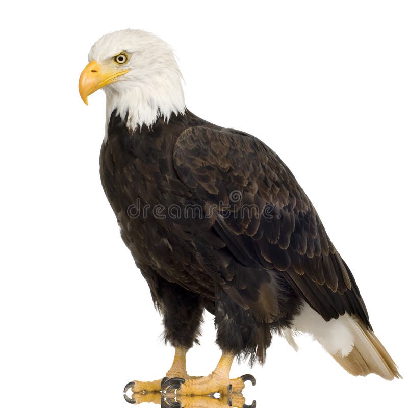 Bald Eagle (22 years) - Haliaeetus leucocephalus in front of a white background. Bald Eagle (22 years) - Haliaeetus leucocephalus in front of a white background