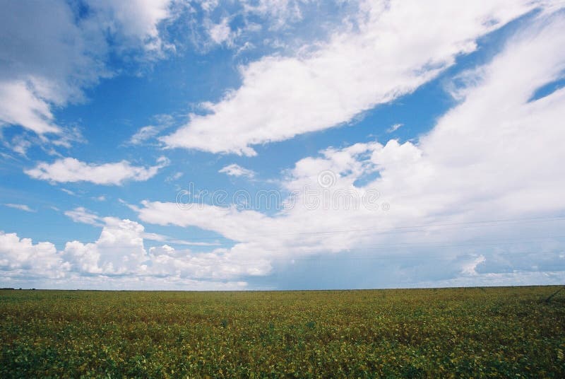 Soy bean field in Mato Grosso, Brazil. Soy bean field in Mato Grosso, Brazil