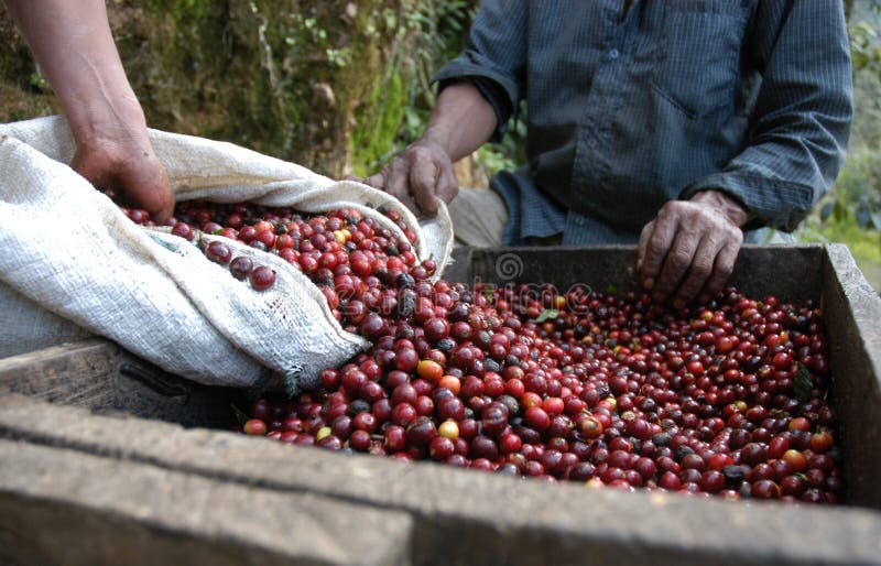 26 ziaren kawy Guatemala