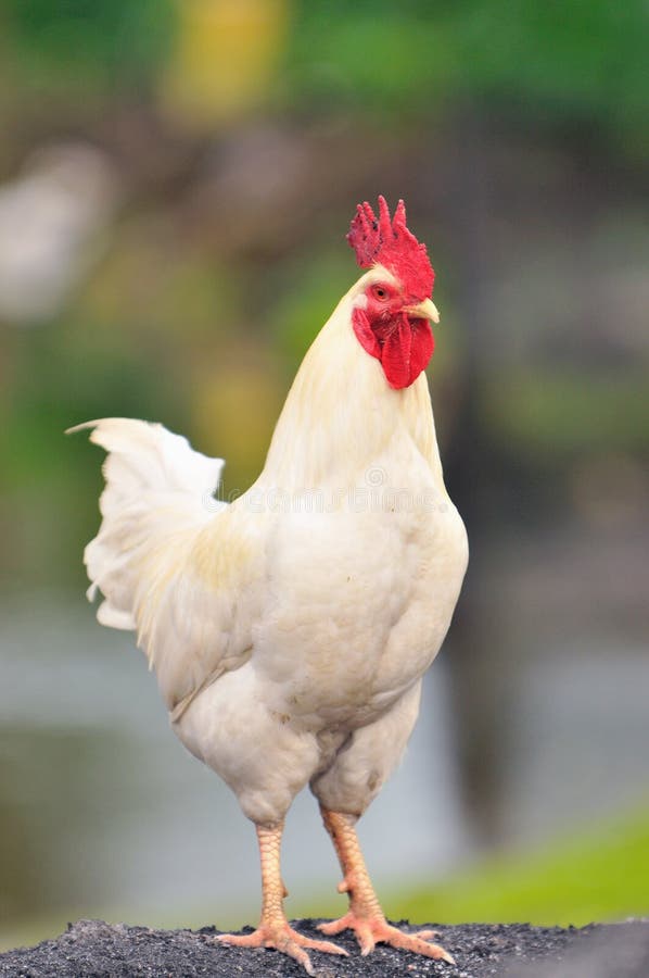 A picture of rooster at a barnyard. A picture of rooster at a barnyard