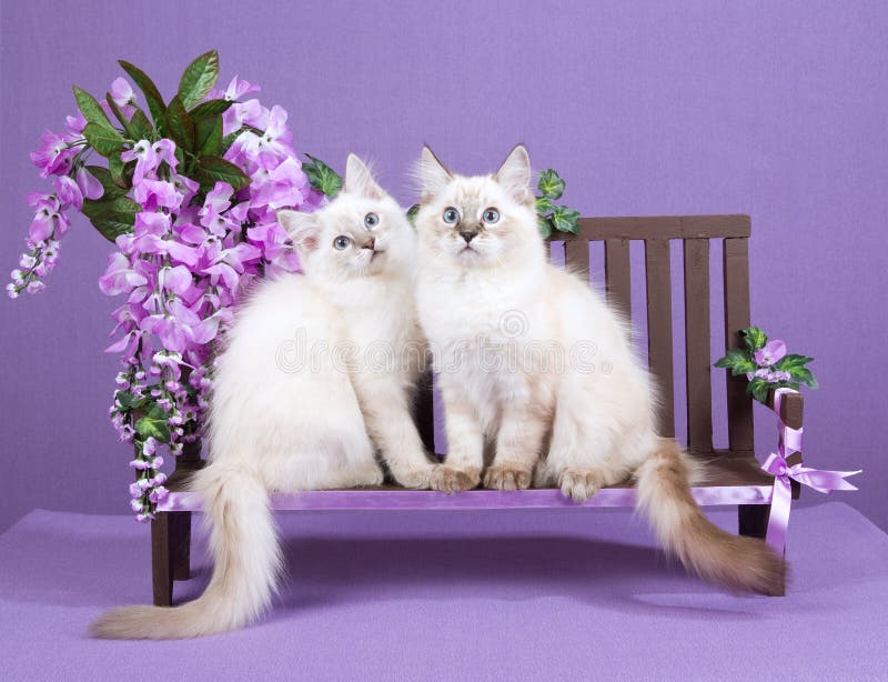 2 Ragdoll kittens sitting on miniature wooden bench decorated with purple wisteria flowers. 2 Ragdoll kittens sitting on miniature wooden bench decorated with purple wisteria flowers