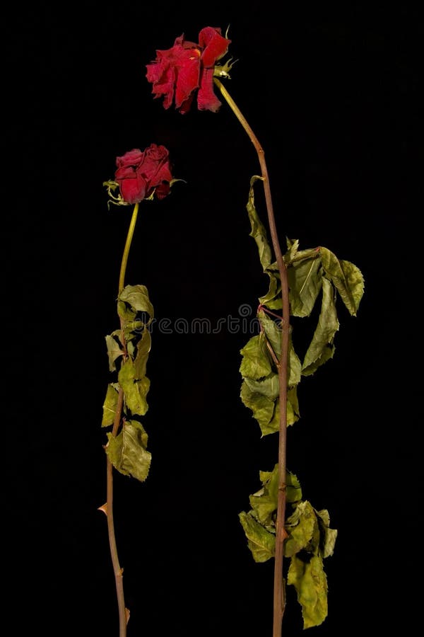 2 dry roses on black background. 2 dry roses on black background