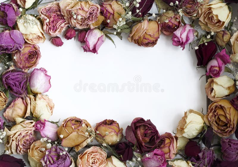 Picture frame made of dry roses. Picture frame made of dry roses