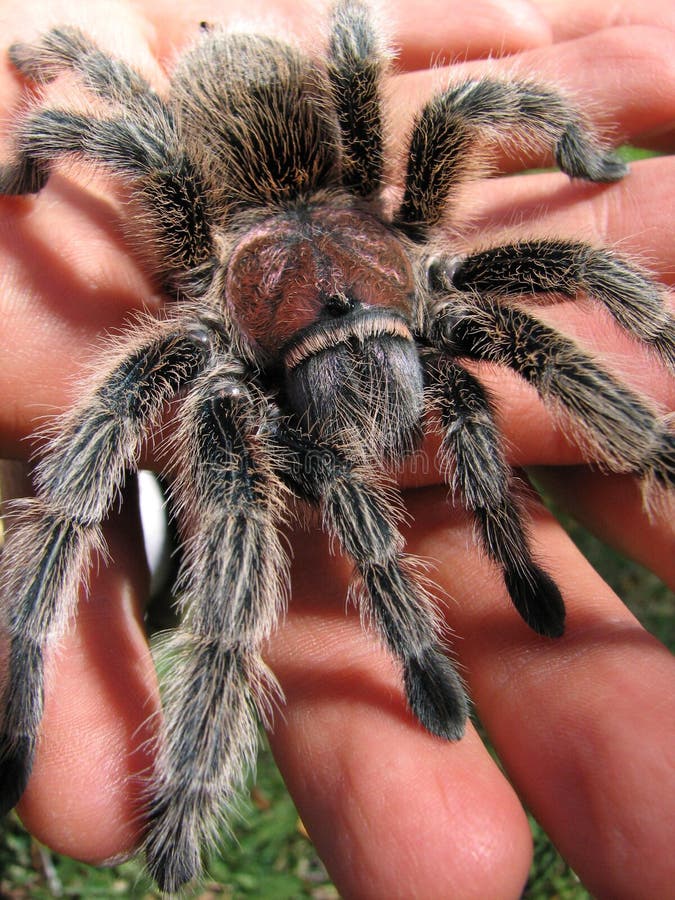 Rose hair tarantula rests in mans hand. Rose hair tarantula rests in mans hand.