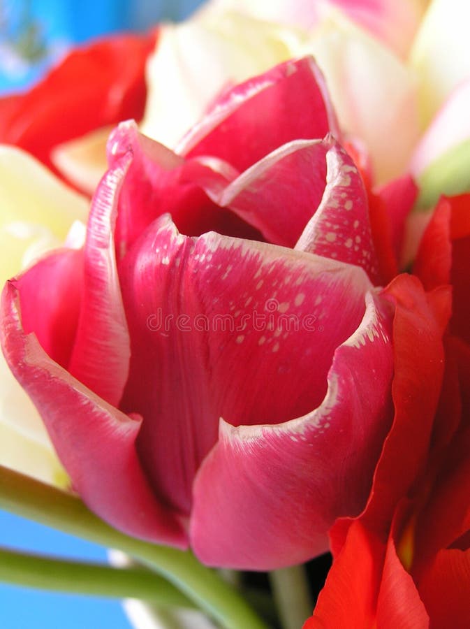 Close up shot of a very beautiful bouquet with a veriety of tulips, all new species!!!. Close up shot of a very beautiful bouquet with a veriety of tulips, all new species!!!