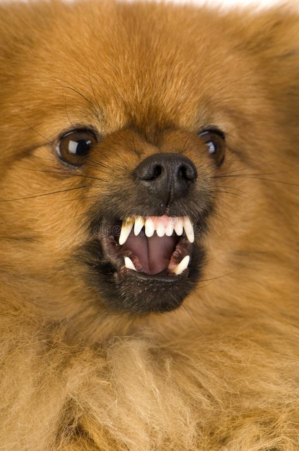 Как отучить щенка шпица кусаться