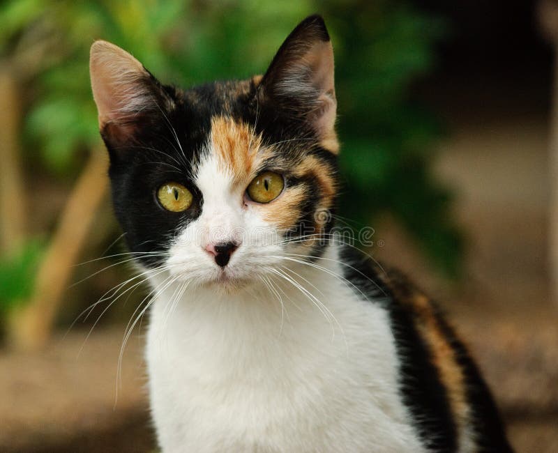 3 color cat stock photo. Image of curiosity, ears, moustache - 12153994