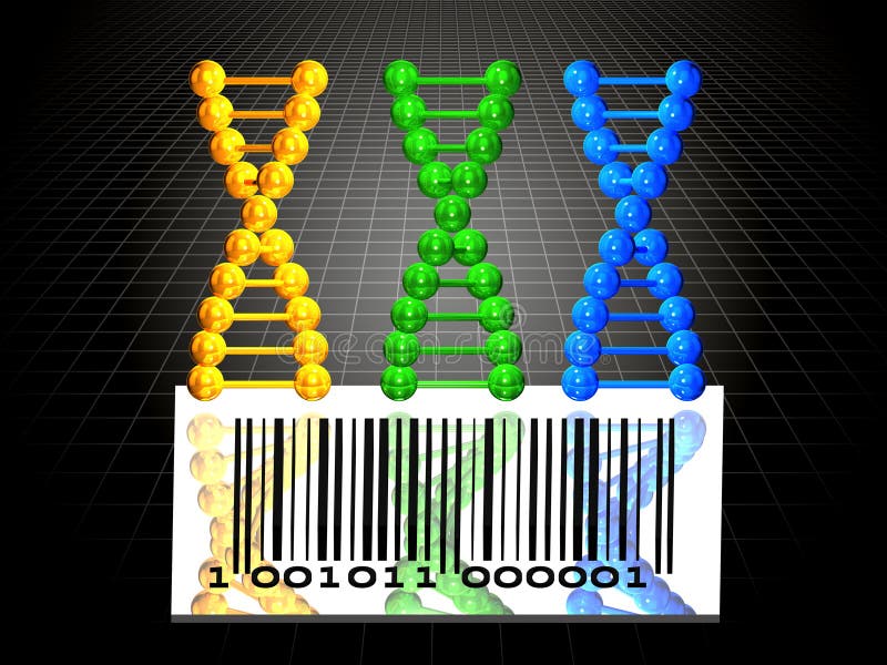 3 DNA chains and barcode