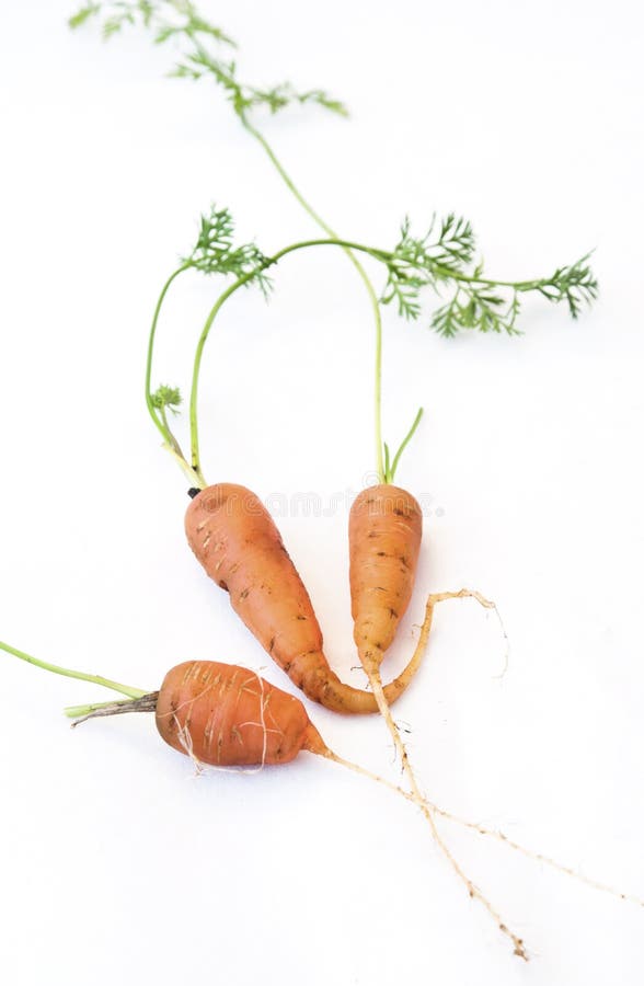 3 Fresh Carrots