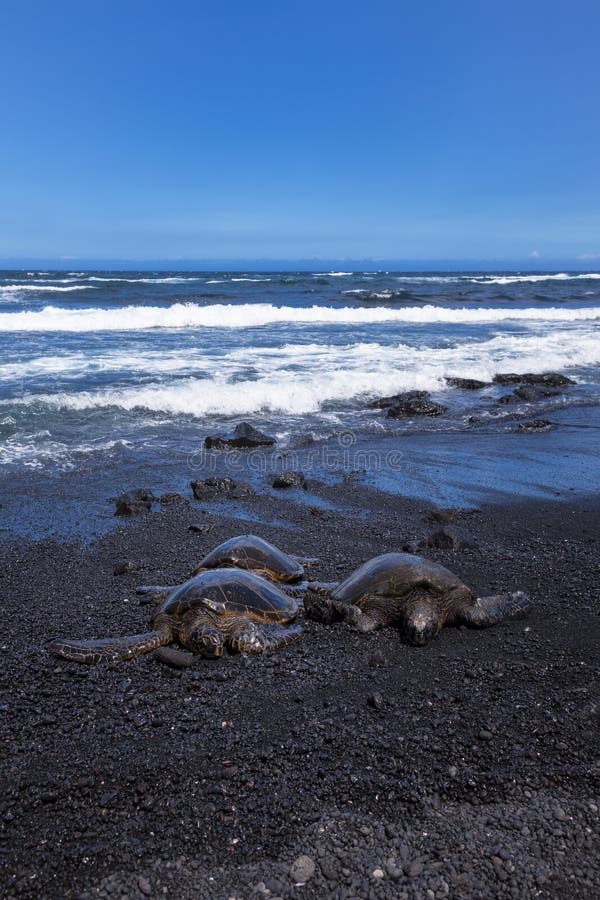 3 green sea turtle at punalu u state park