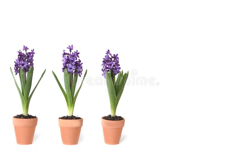 Hyacinth bulbs flowering stock image. Image of watering 29270025