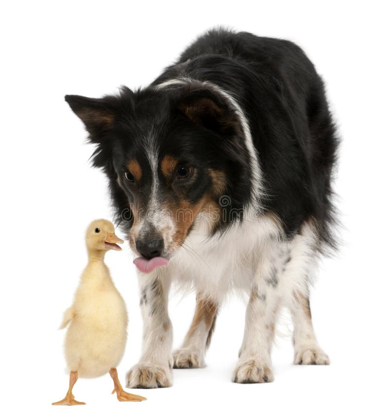 Female Border Collie, 3 years old, playing with duckling, 1 week old, in front of white background. Female Border Collie, 3 years old, playing with duckling, 1 week old, in front of white background