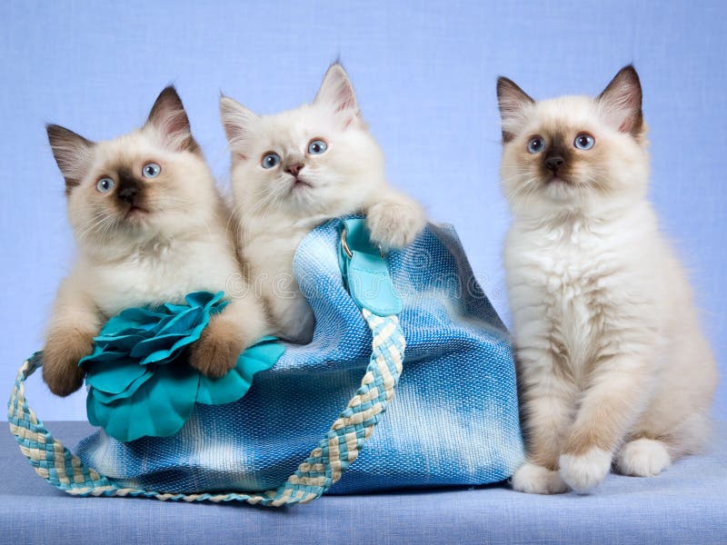 3 Ragdoll kittens with blue bag royalty free stock images