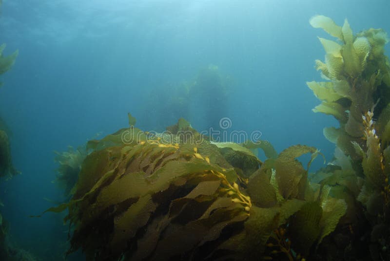 3 tło kelp fotografia royalty free 3 tło kelp fotografia royalty free