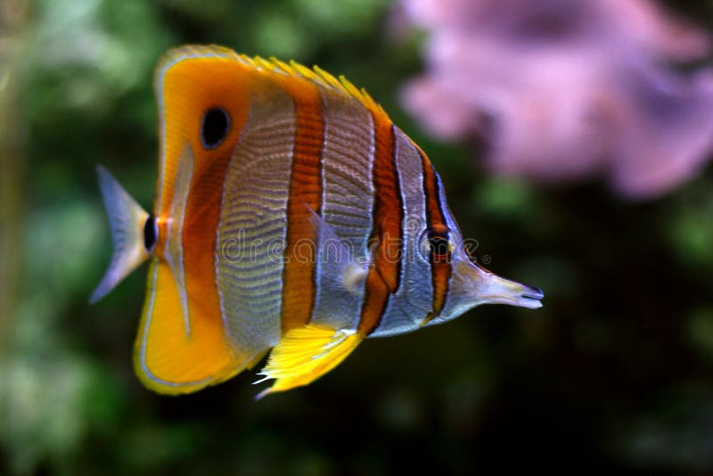 37 tropikalnych ryb