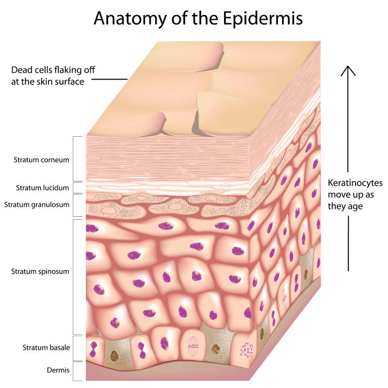 3d anatomy of the epidermis