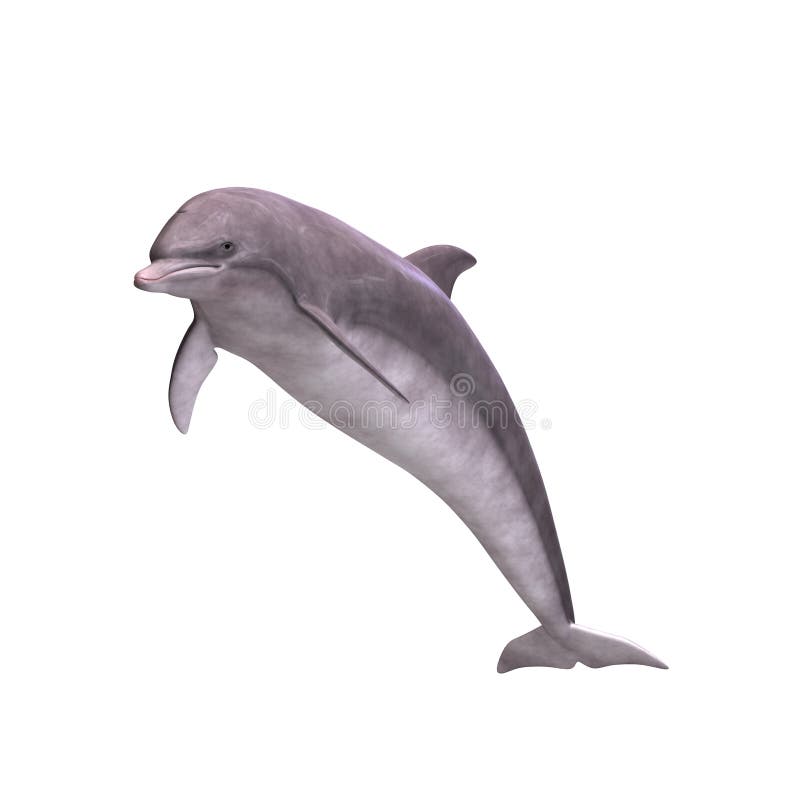 3D Dolphin