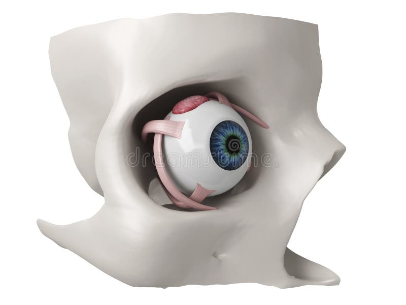 3d eye anatomy model stock illustration. Illustration of vision 20088790