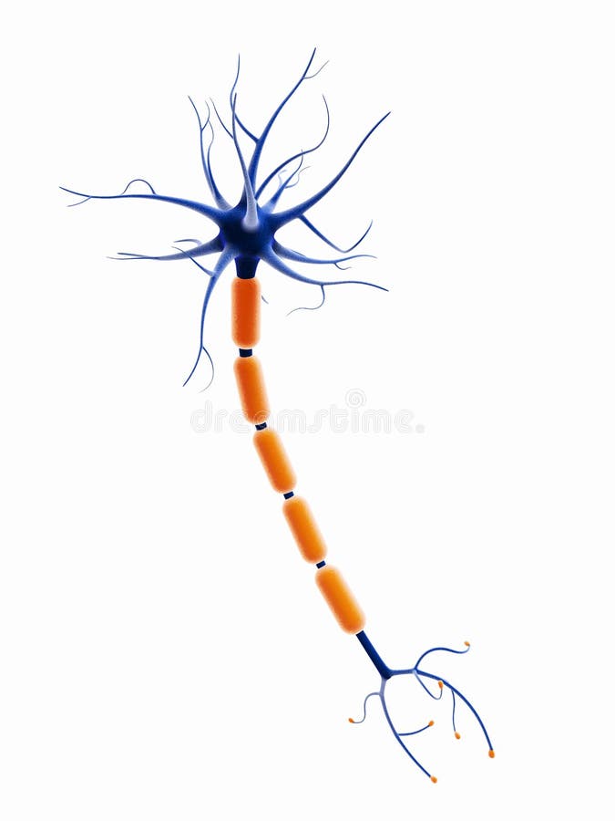 Tridimensionale neurone cellula isolato su sfondo bianco.