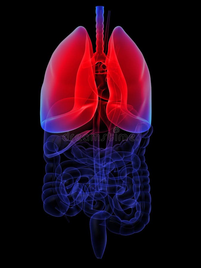 Tridimensional fusionado ilustraciones de hombre autoridades resaltado pulmones.