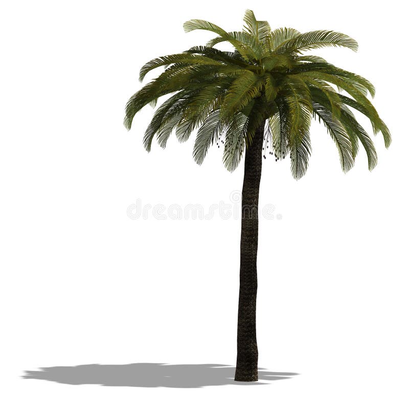 3D Render of a palm tree with shadow and clipping path over white