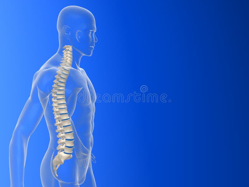 Tridimensionale fuso illustrazioni da Uomo corpo Viso colonna vertebrale.