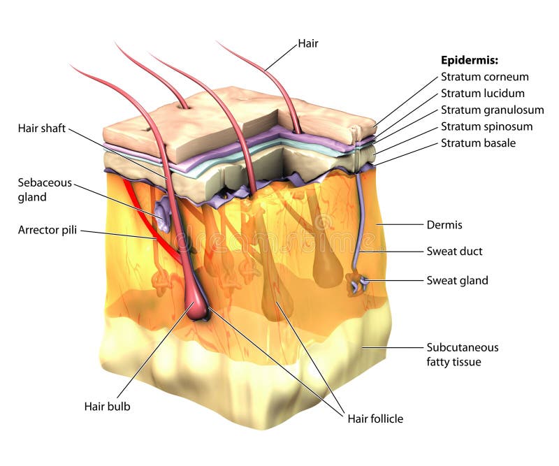 3-dimentional image of the skin, with the epidermal layers cut away. 3-dimentional image of the skin, with the epidermal layers cut away