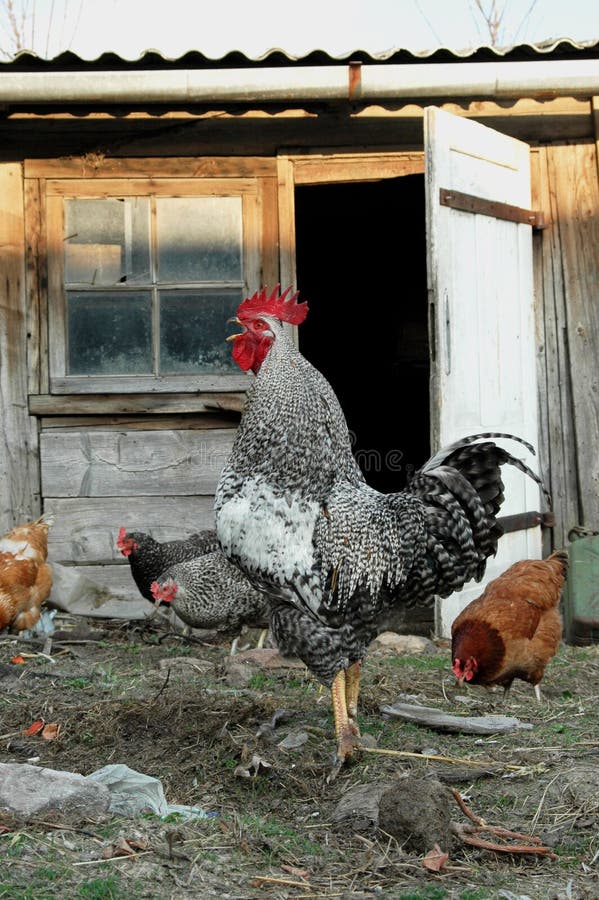 A free range Rooster crowing at dawn infront of a chiken house. A free range Rooster crowing at dawn infront of a chiken house