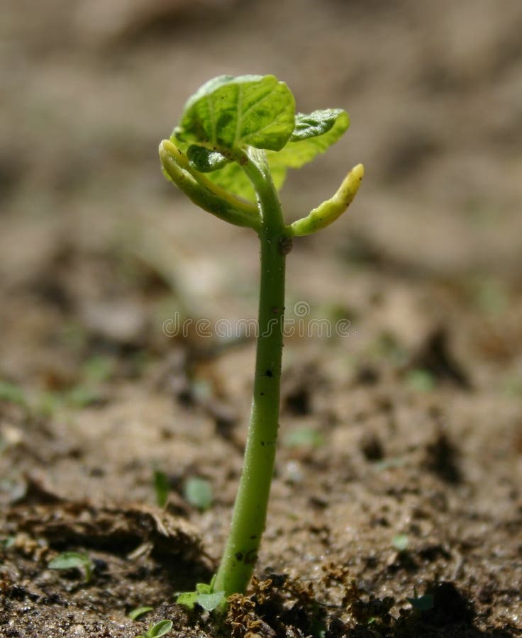 Bean,dirt,emerge,garden,green,grow,growth,new,plant,seed,seedling,spring,sprout,success,vegetable, birth,. Bean,dirt,emerge,garden,green,grow,growth,new,plant,seed,seedling,spring,sprout,success,vegetable, birth,