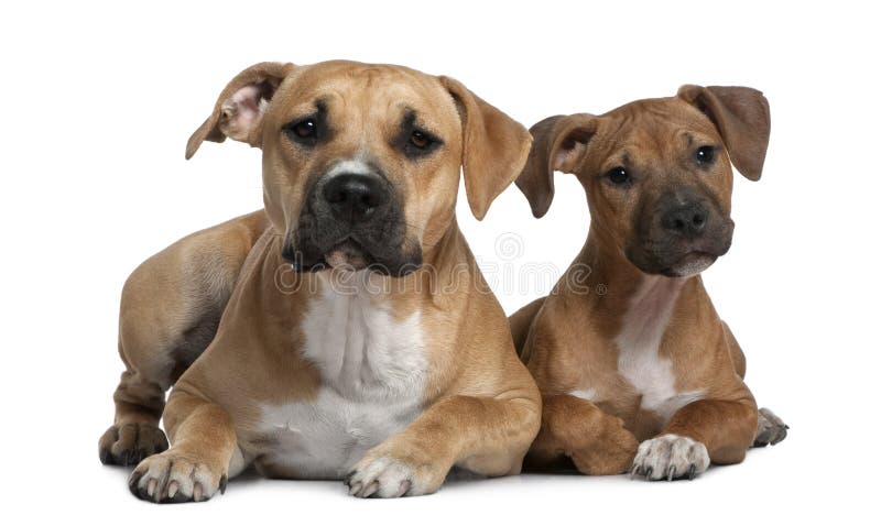 4 amerikanska månadstaffordshire terriers två royaltyfri foto 4 amerikanska månadstaffordshire terriers två royaltyfri foto