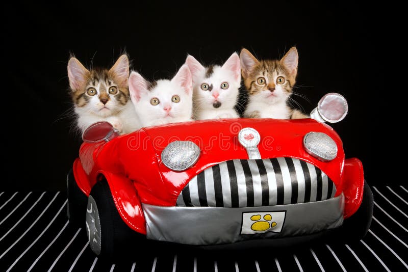 4 chatons mignons dans le véhicule mou rouge de jouet