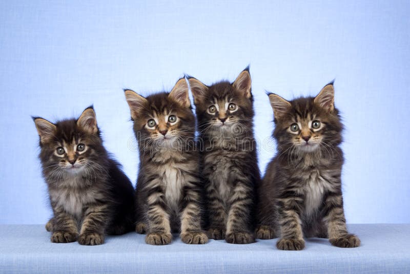 Fileira De Quatro Gatos De Maine Coon Foto de Stock - Imagem de meninos,  quatro: 114542072