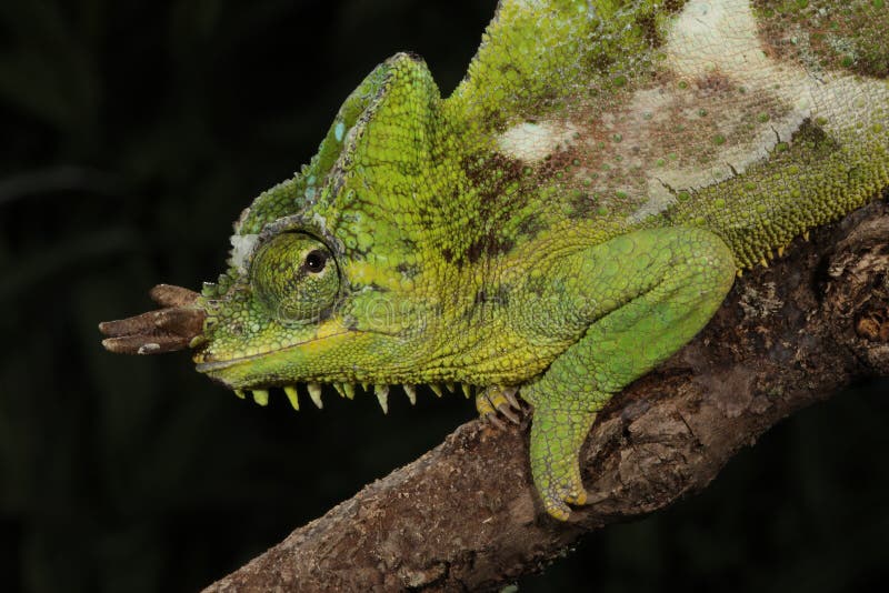 Four Horned Chameleon Trioceros Quadricornis Stock Image Image Of Fauna Lizard 30340871