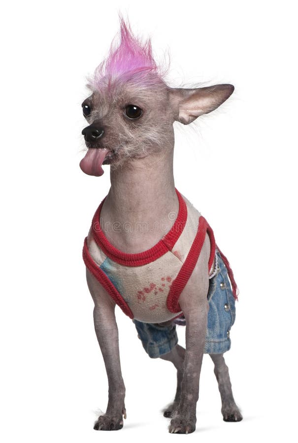 4 hund klädde hårlösa mexikanska gammala punk år arkivbild 4 hund klädde hårlösa mexikanska gammala punk år arkivbild